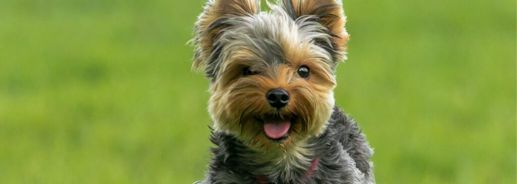 Energie im Monat des Erd-Hundes